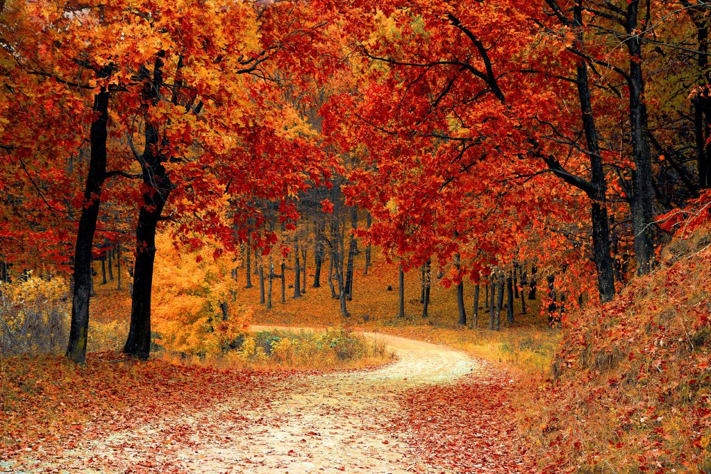 Herbstlicheer Wald mit bunten Blättern